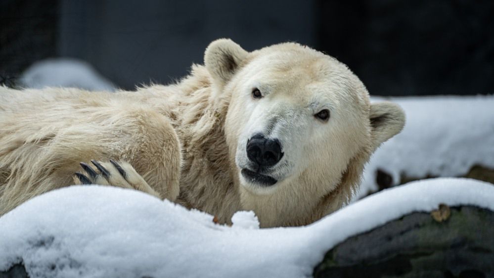 Pražská zoo musela utratit nemocnou lední medvědici